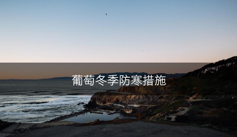 葡萄冬季防寒措施(图1)