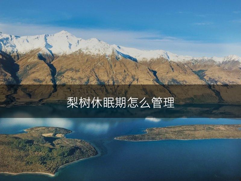 梨树休眠期怎么管理(图1)