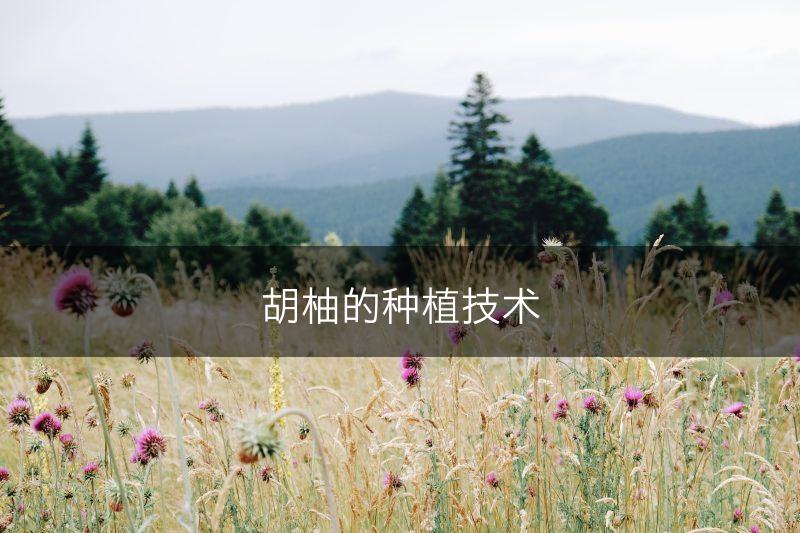 胡柚的种植技术(图1)