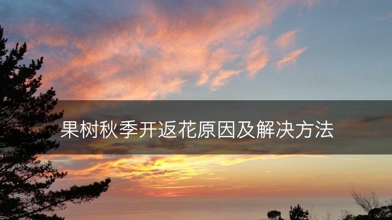 果树秋季开返花原因及解决方法(图1)