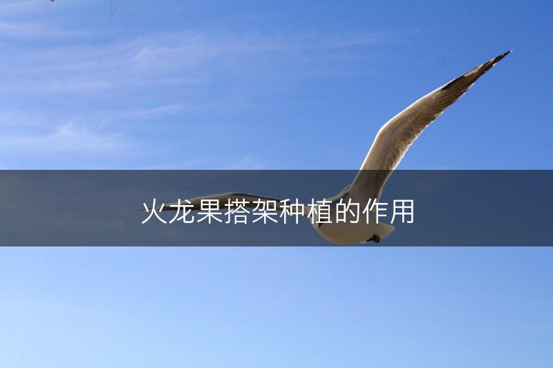 火龙果搭架种植的作用(图1)