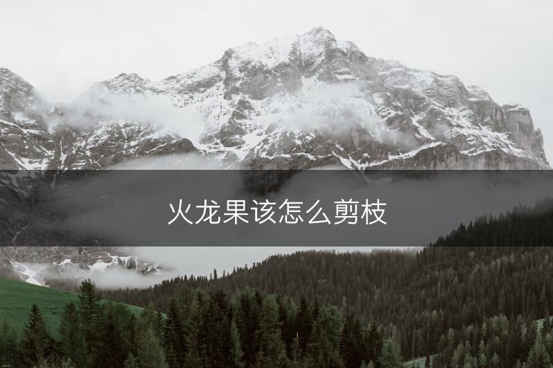 火龙果该怎么剪枝(图1)