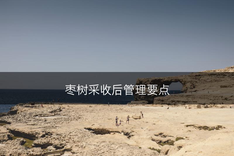 枣树采收后管理要点(图1)