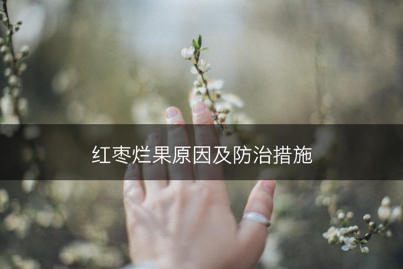 红枣烂果原因及防治措施(图1)