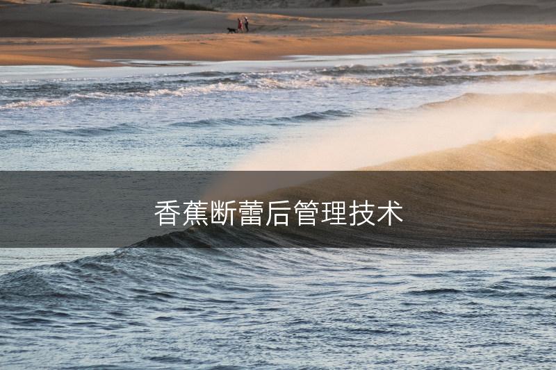 香蕉断蕾后管理技术(图1)