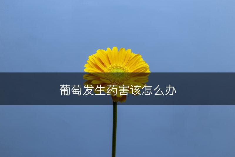 葡萄发生药害该怎么办(图1)
