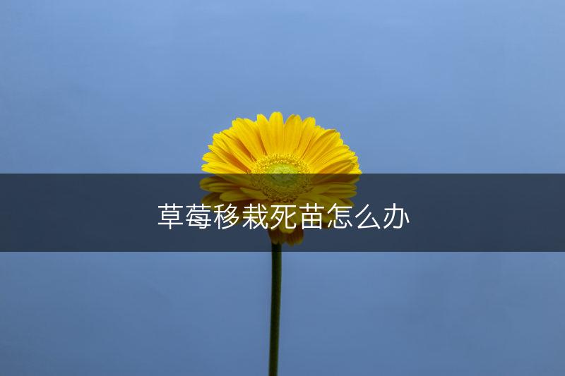 草莓移栽死苗怎么办(图1)