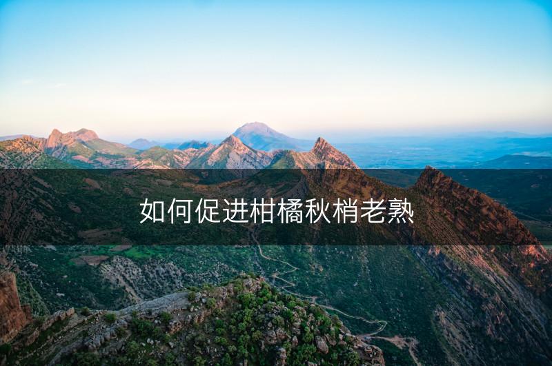 如何促进柑橘秋梢老熟(图1)