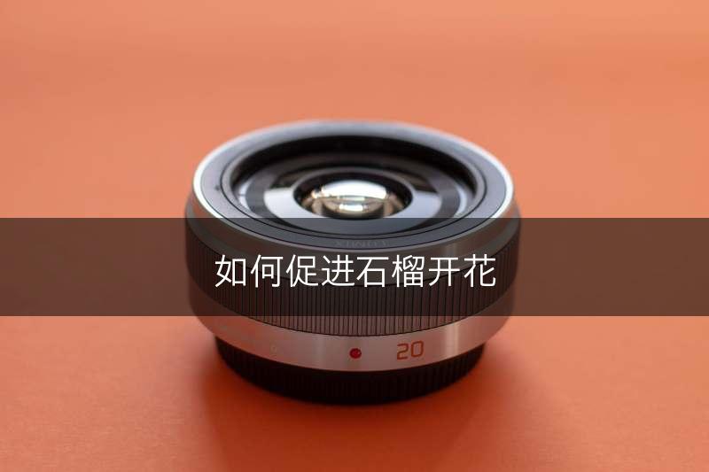 如何促进石榴开花(图1)