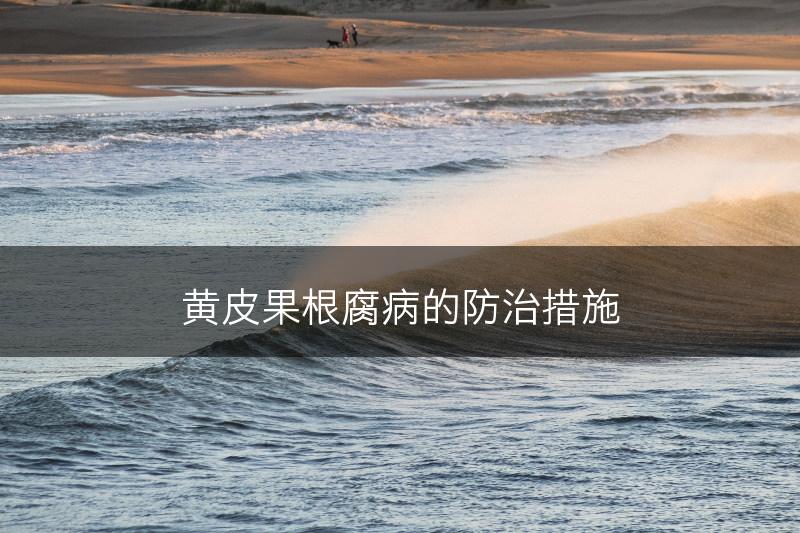 黄皮果根腐病的防治措施(图1)