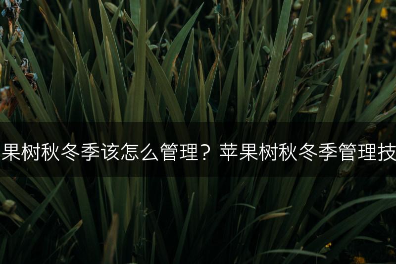 苹果树秋冬季该怎么管理？苹果树秋冬季管理技术(图1)