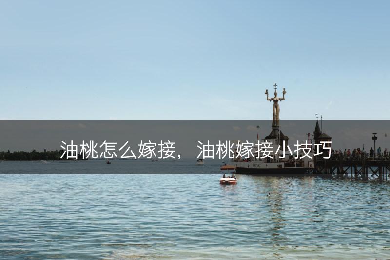 油桃怎么嫁接，油桃嫁接小技巧(图1)