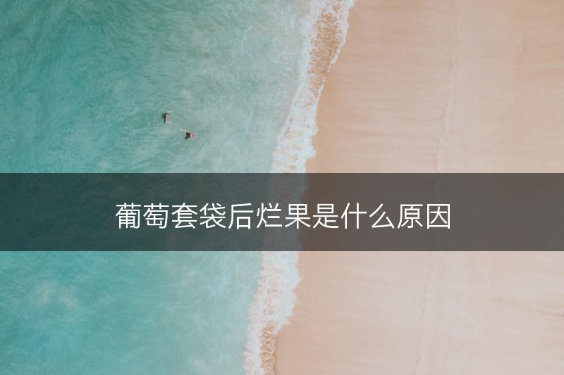 葡萄套袋后烂果是什么原因(图1)