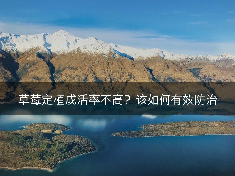 草莓定植成活率不高？该如何有效防治(图1)