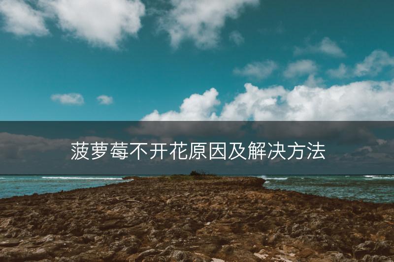 菠萝莓不开花原因及解决方法(图1)