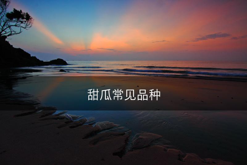 甜瓜常见品种(图1)