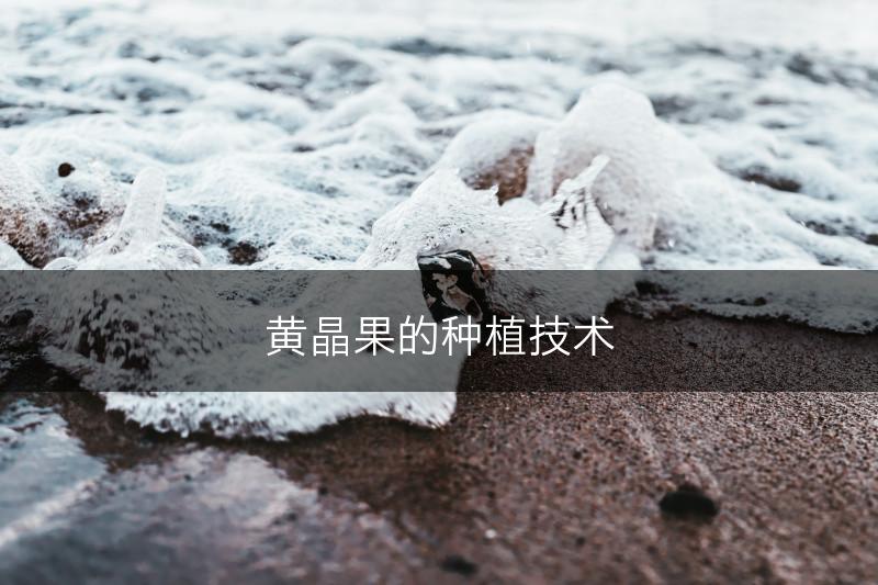 黄晶果的种植技术(图1)