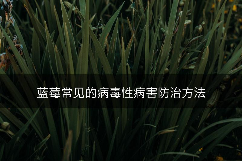 蓝莓常见的病毒性病害防治方法(图1)