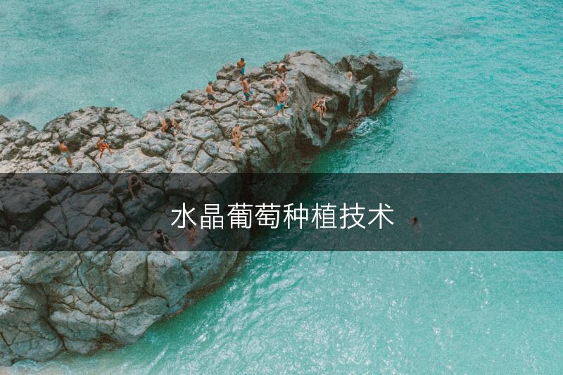 水晶葡萄种植技术(图1)