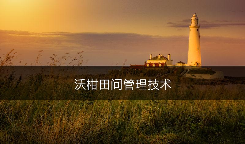 沃柑田间管理技术(图1)
