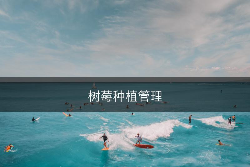 树莓种植管理(图1)