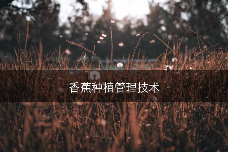 香蕉种植管理技术(图1)