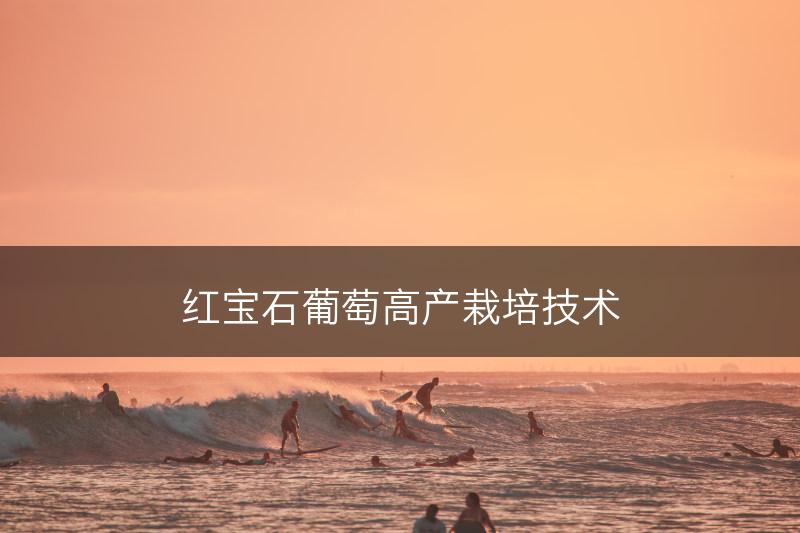 红宝石葡萄高产栽培技术(图1)