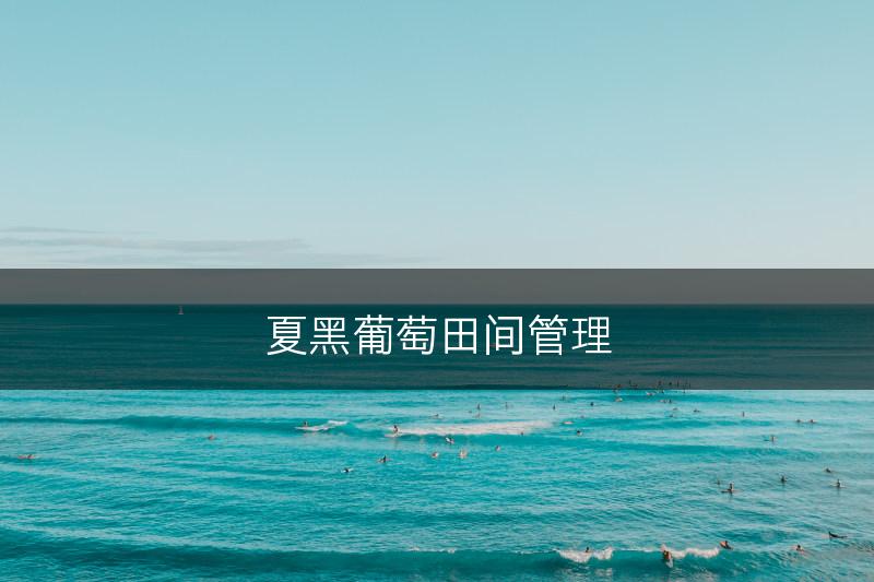夏黑葡萄田间管理(图1)