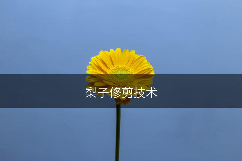 梨子修剪技术(图1)