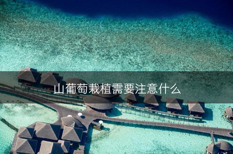 山葡萄栽植需要注意什么(图1)