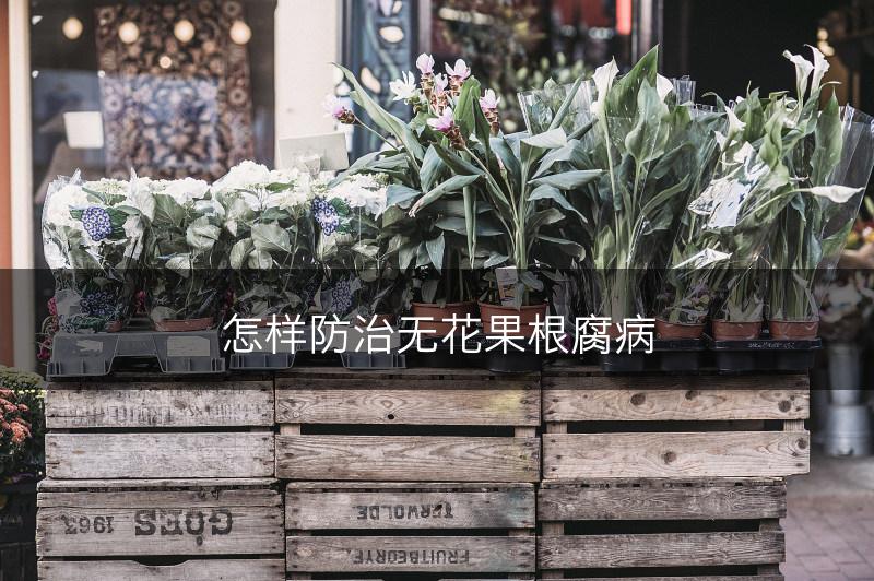 怎样防治无花果根腐病(图1)