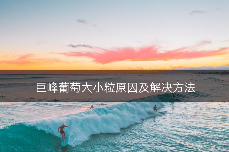 巨峰葡萄大小粒原因及解决方法(图1)