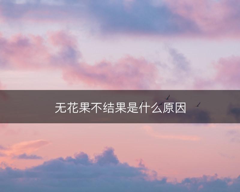 无花果不结果是什么原因(图1)