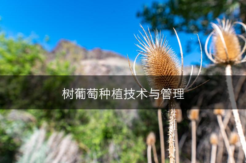 树葡萄种植技术与管理(图1)
