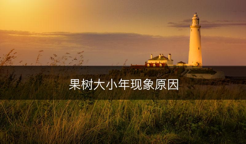 果树大小年现象原因(图1)