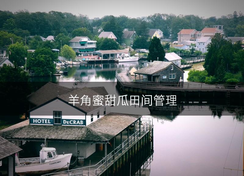 羊角蜜甜瓜田间管理(图1)