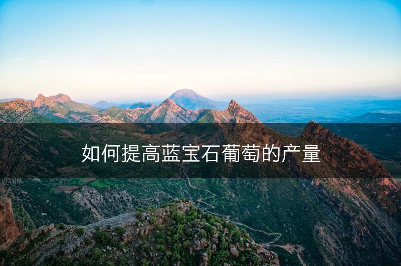 如何提高蓝宝石葡萄的产量(图1)