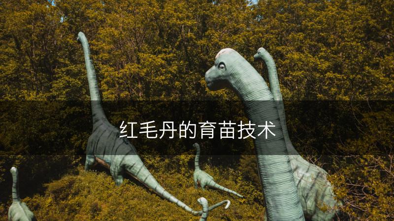 红毛丹的育苗技术(图1)