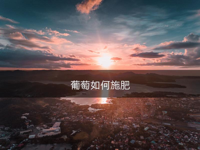 葡萄如何施肥(图1)