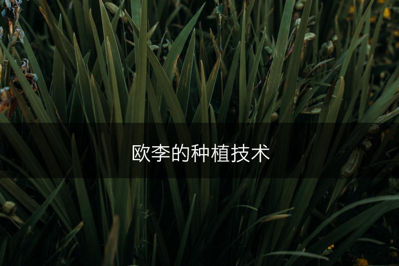欧李的种植技术(图1)