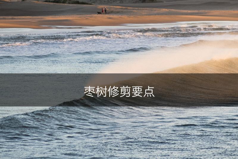 枣树修剪要点(图1)
