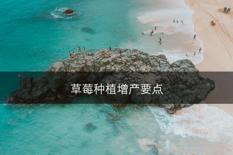 草莓种植增产要点(图1)