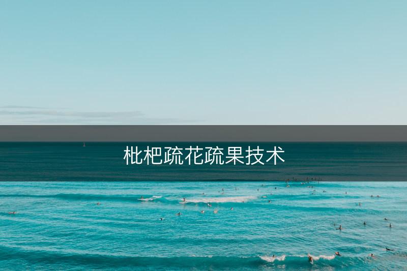 枇杷疏花疏果技术(图1)