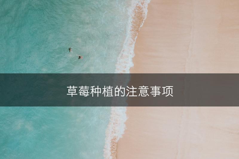 草莓种植的注意事项(图1)