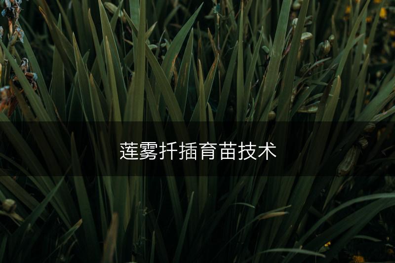 莲雾扦插育苗技术(图1)