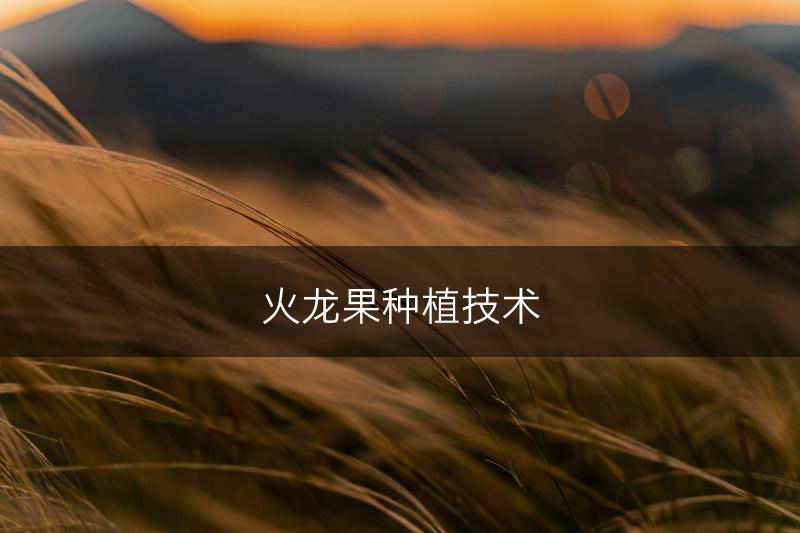 火龙果种植技术(图1)