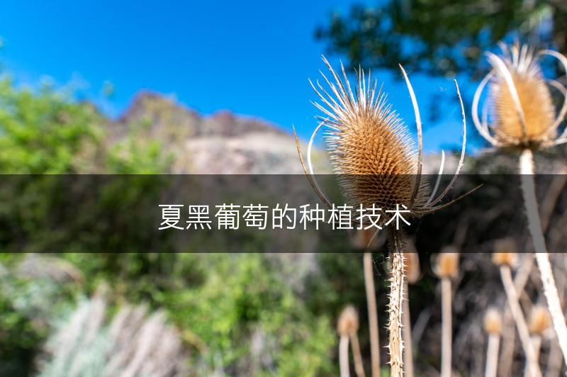 夏黑葡萄的种植技术(图1)