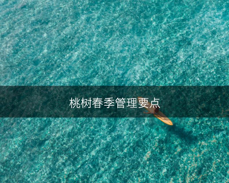 桃树春季管理要点(图1)