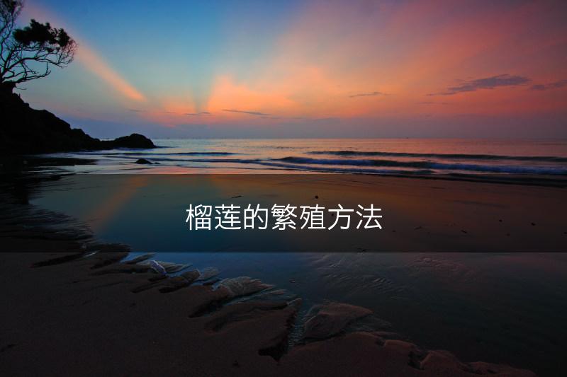 榴莲的繁殖方法(图1)