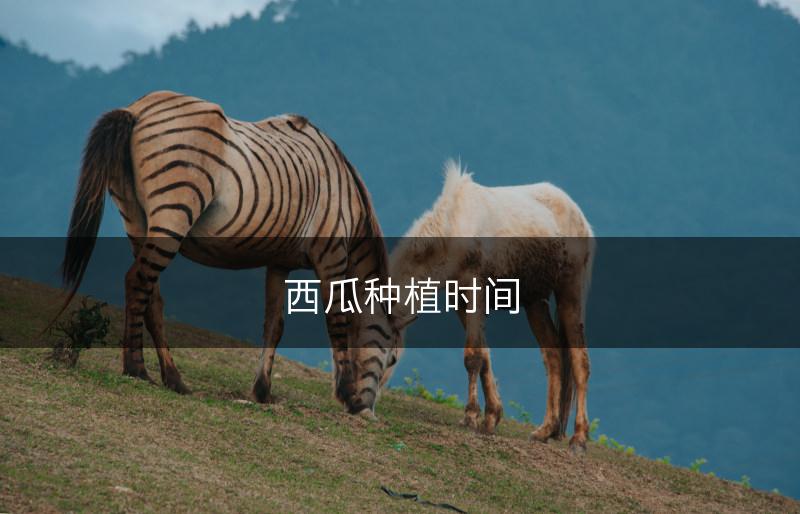 西瓜种植时间(图1)